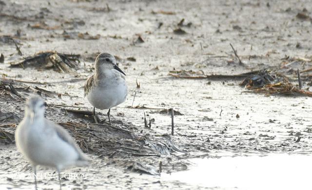 image 8349 of Little Stint